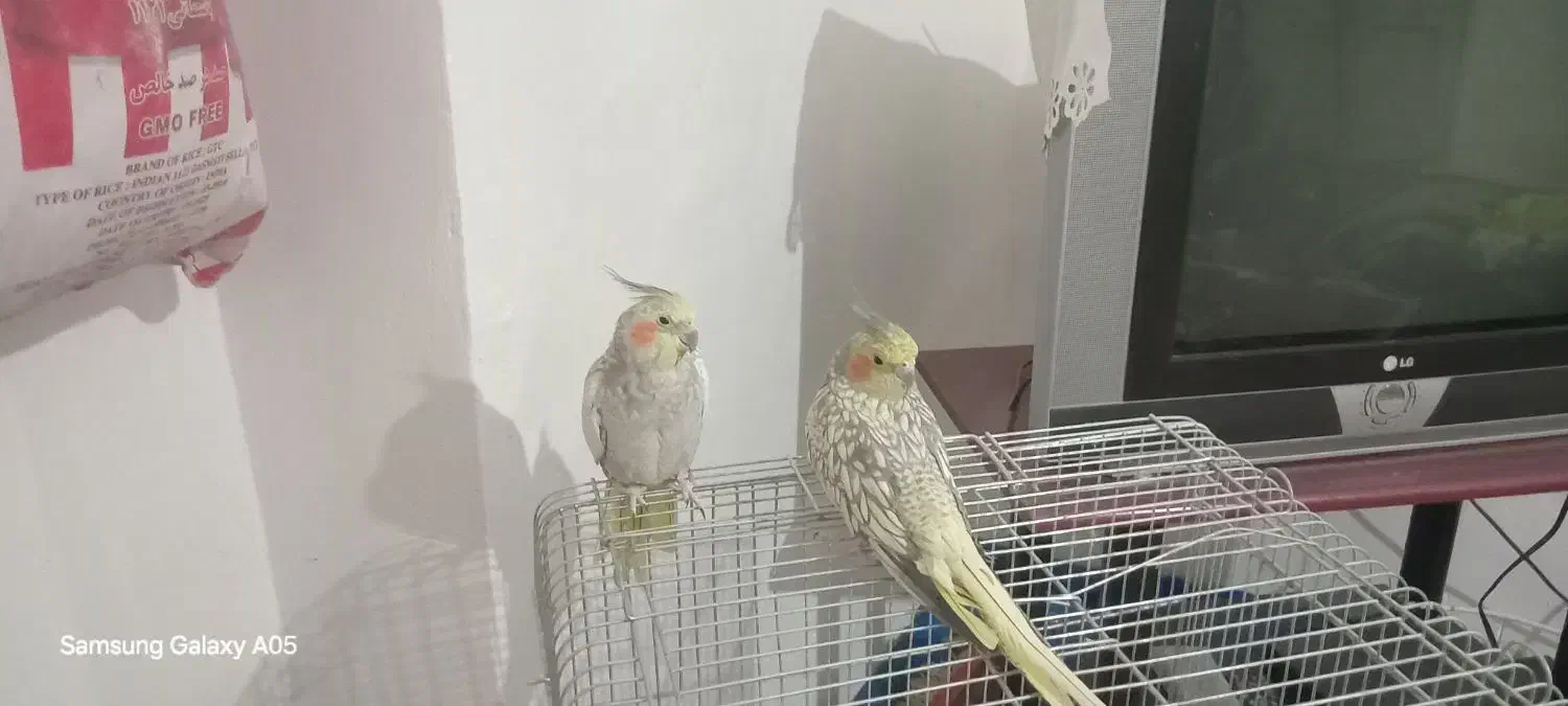 ۲عددعروس هلندی دستی|پرنده|قیدار, |دیوار