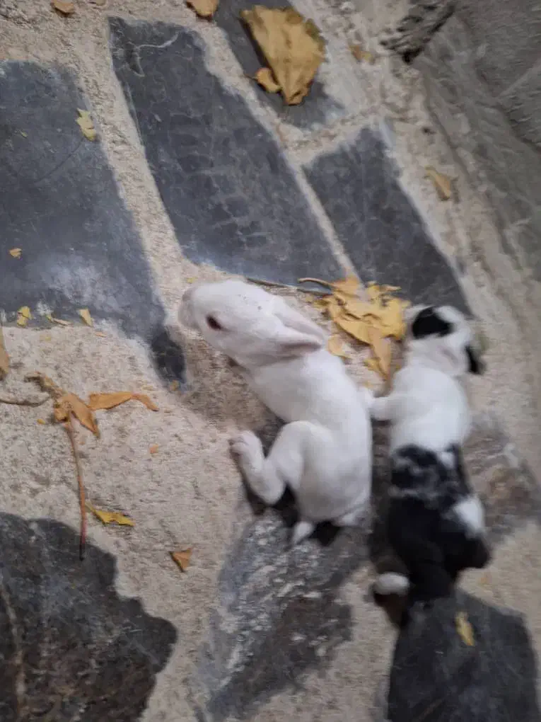 بچه خرگوش|موش و خرگوش|فلاورجان, |دیوار