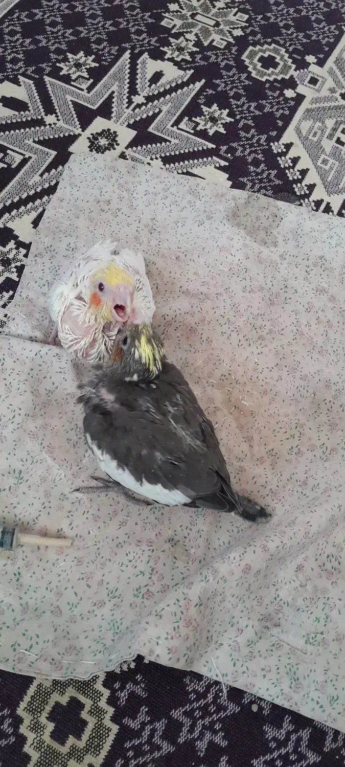 عروس هلندی سرلاکی|پرنده|بناب, |دیوار