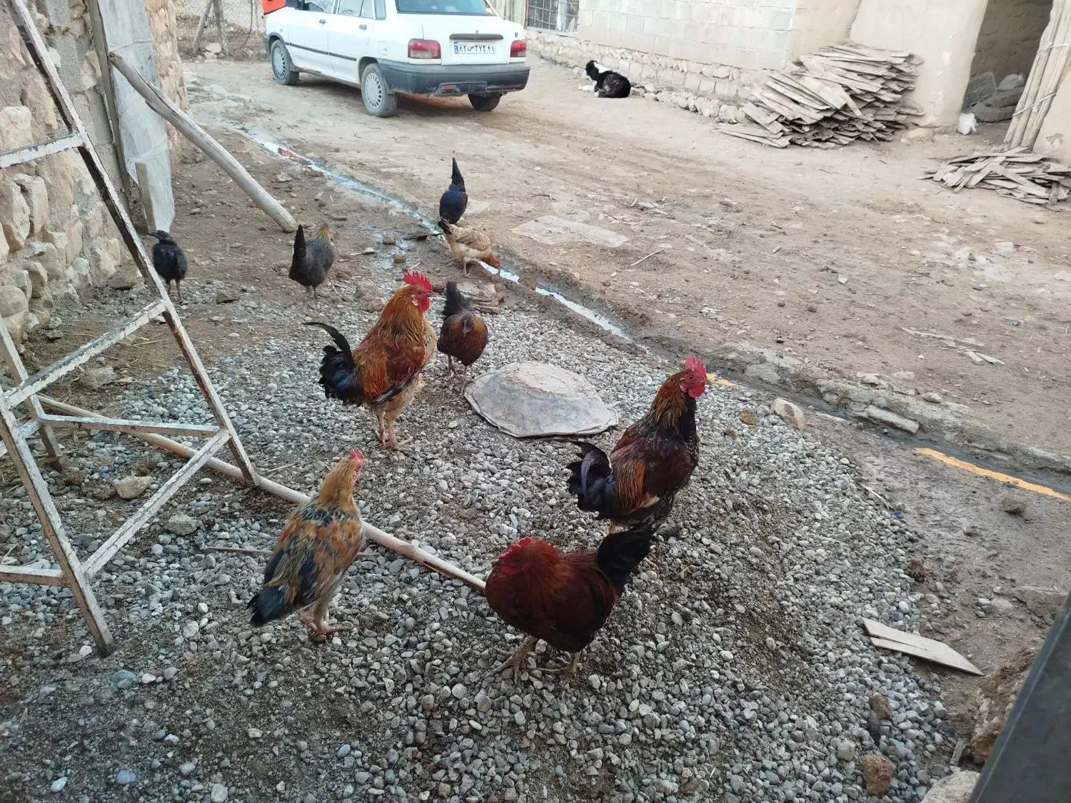 خروس|حیوانات مزرعه|کوهدشت, |دیوار