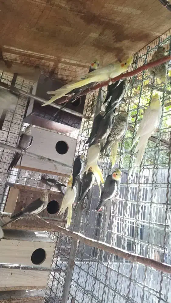 عروس هلندی مولد|پرنده|رباطکریم, منجیل آباد|دیوار