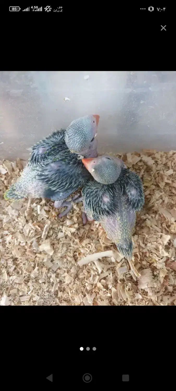 ملنگو .گرینچیک|پرنده|ری, فیروزآباد|دیوار