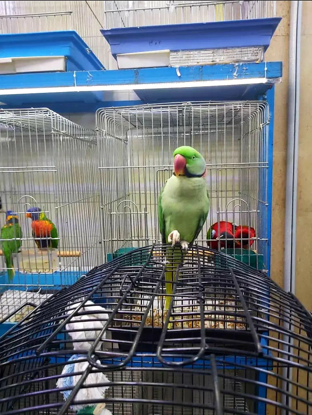 رفع استرس وتنهایی باشاه طوطی زیبا|پرنده|اهواز, پادادشهر|دیوار