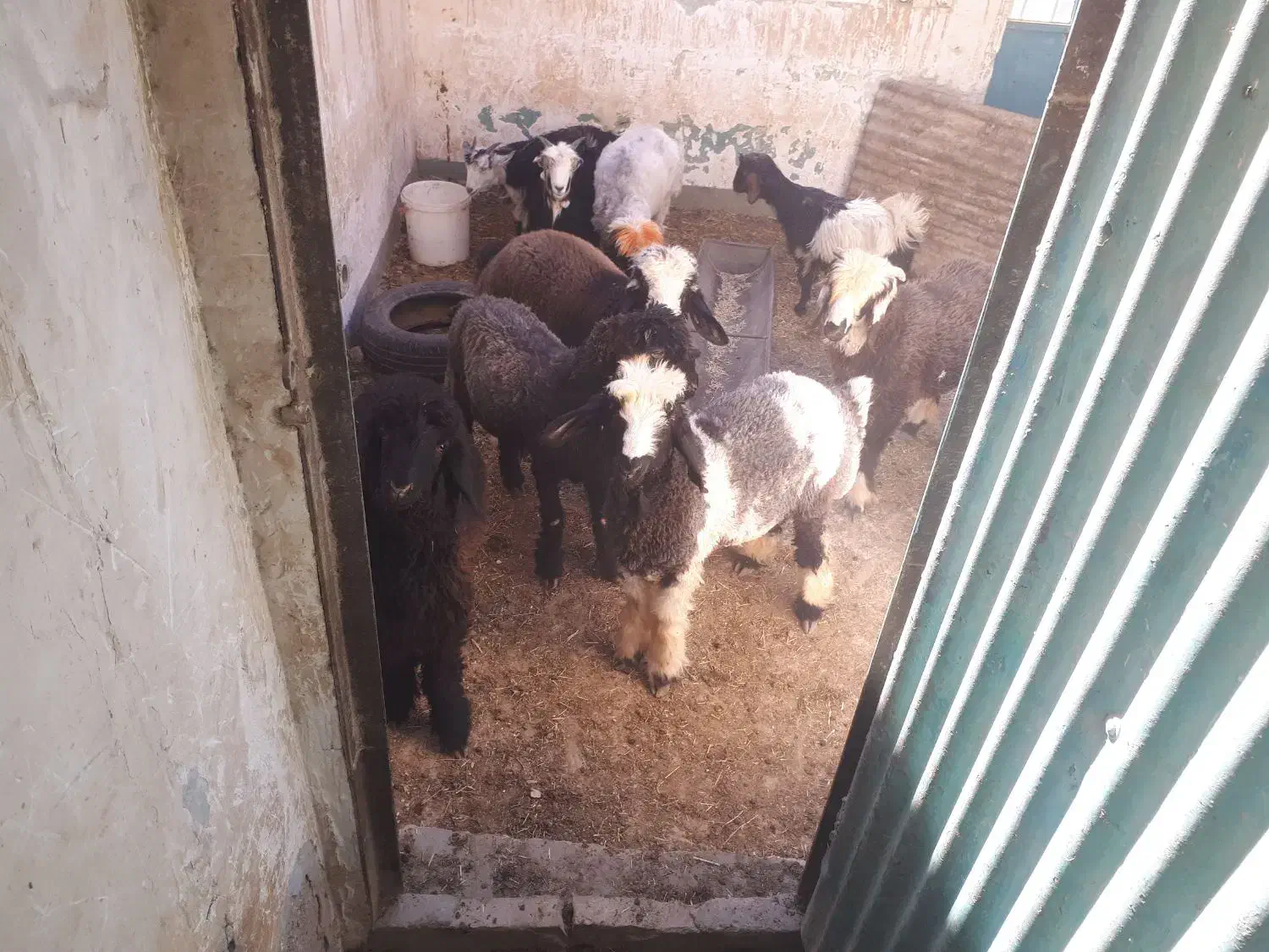 بره وبیگ|حیوانات مزرعه|مسجد سلیمان, |دیوار