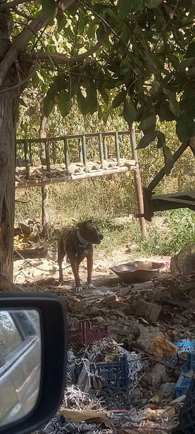 واگذاری پیتبول ماده ۱۱ ماهه|سگ|هشتگرد, تهران دشت|دیوار