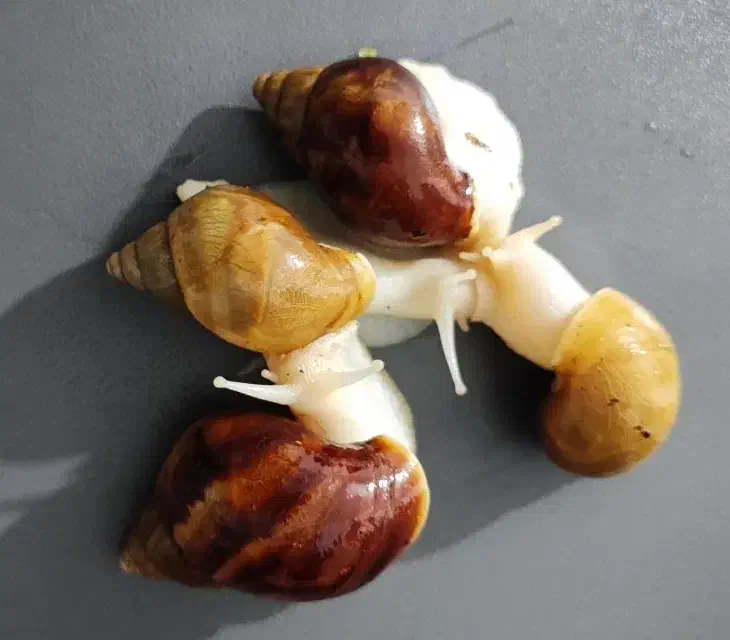 فروش حلزون|خزنده|جهرم, |دیوار