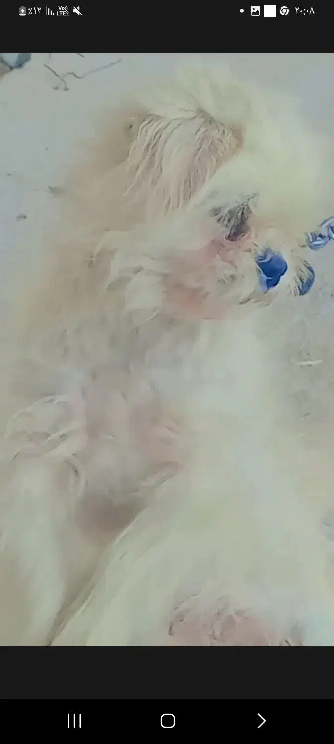 سگ گم شده مژدگانی داده میشود|سگ|علیآباد کتول, |دیوار