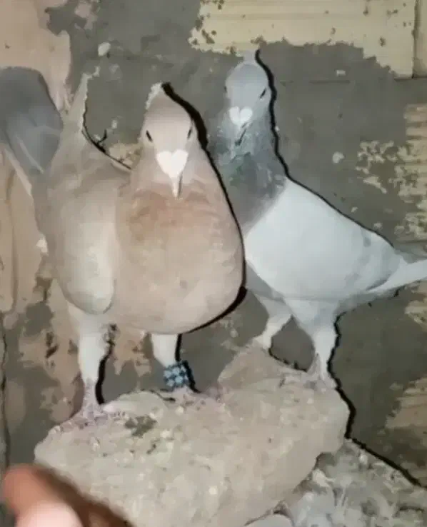 کفتر فروشی جوین|پرنده|جوین, |دیوار