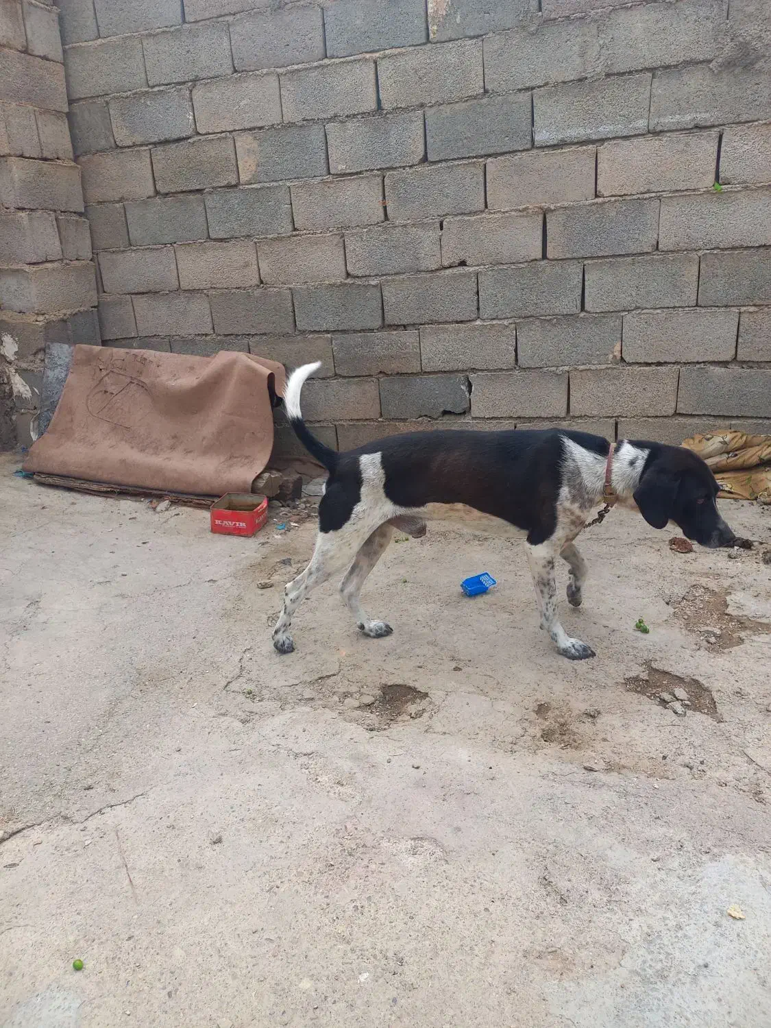 توله دنبلانی عالی|سگ|دوزین, |دیوار