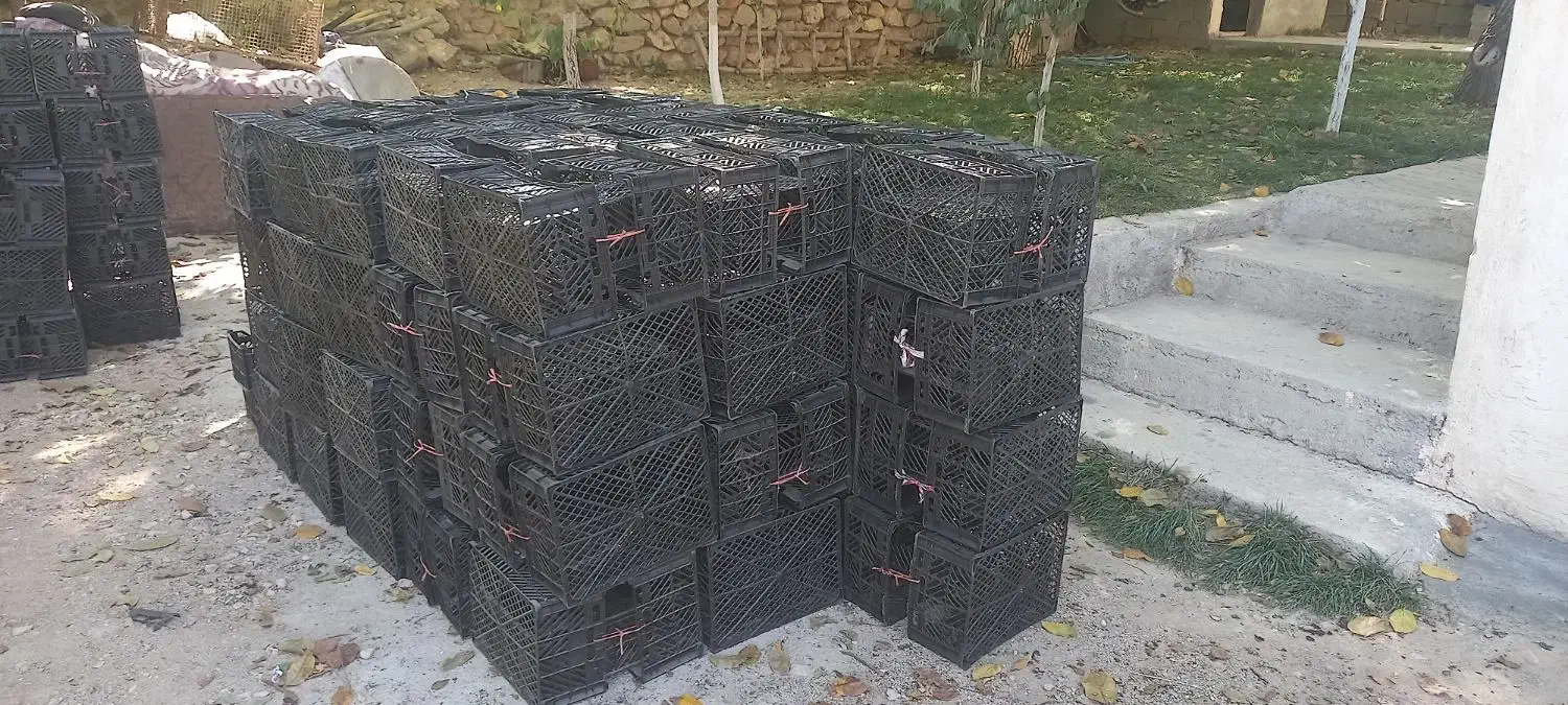 سبدسیب|عمدهفروشی|یاسوج, |دیوار