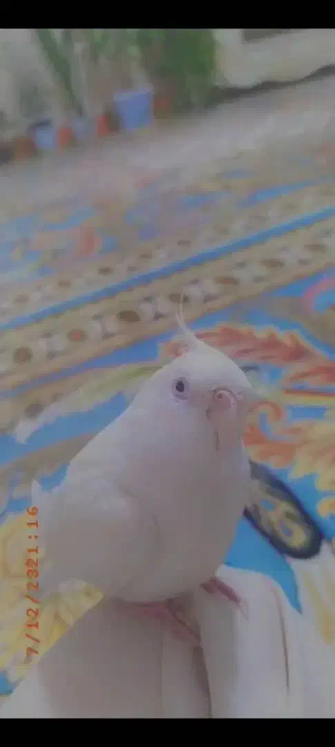 گمشده ها|حیوانات|دوگنبدان, |دیوار