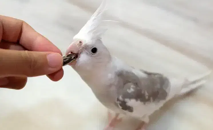 گمشده عروس هلندی|حیوانات|یزد, |دیوار