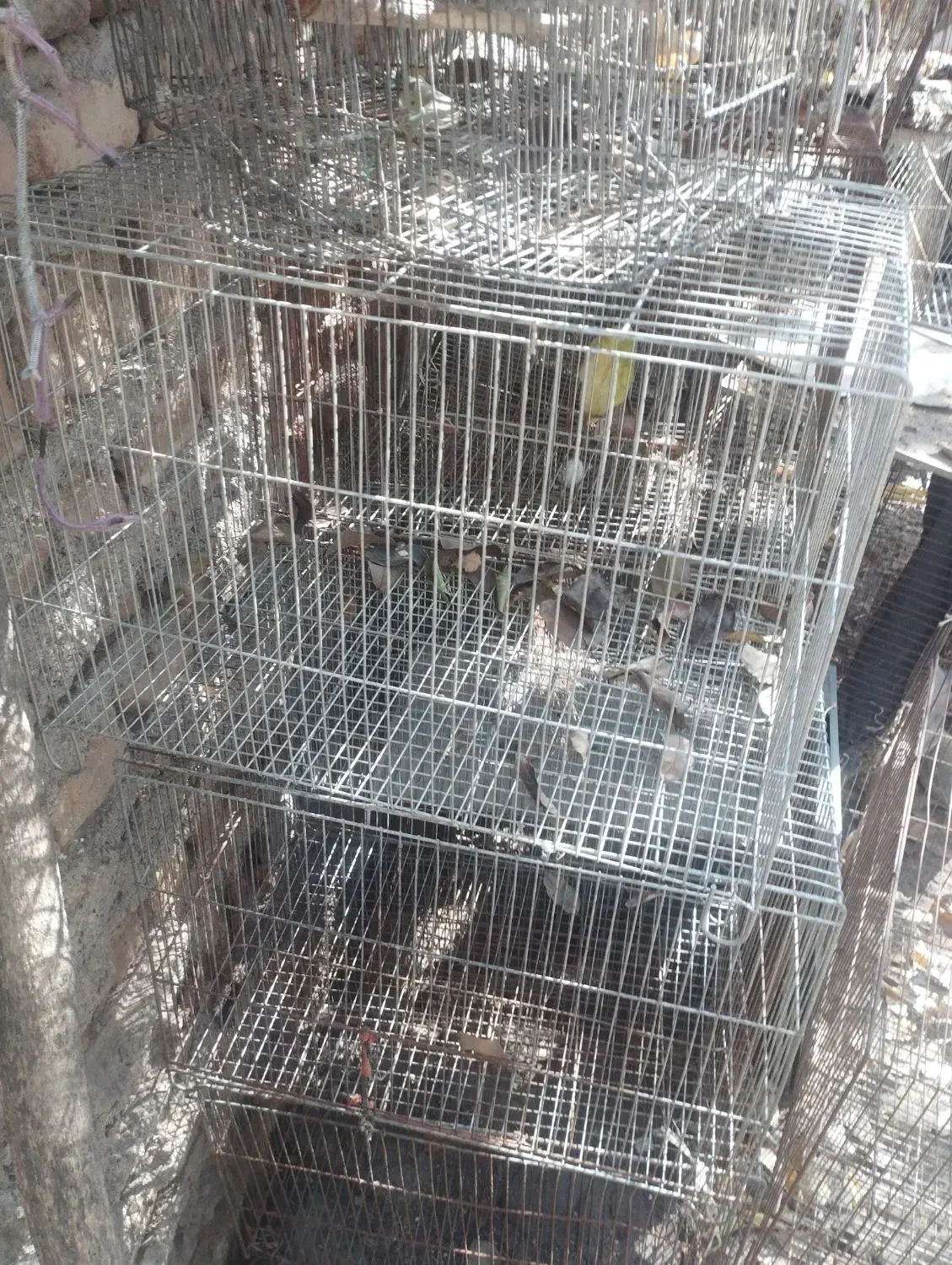 قفس|لوازم جانبی حیوانات|اردبیل, |دیوار