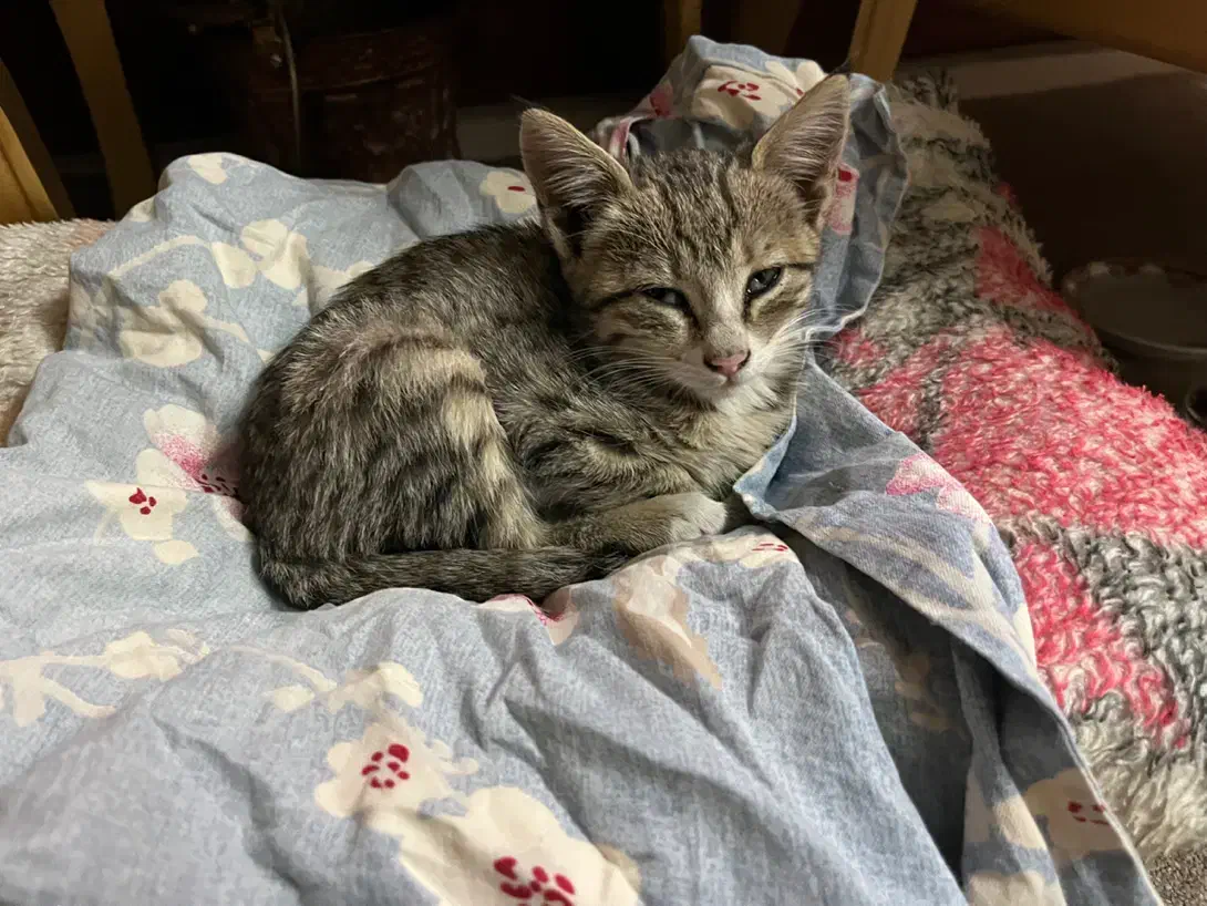 واگذاری رایگان بچه گربه|گربه|قزوین, |دیوار