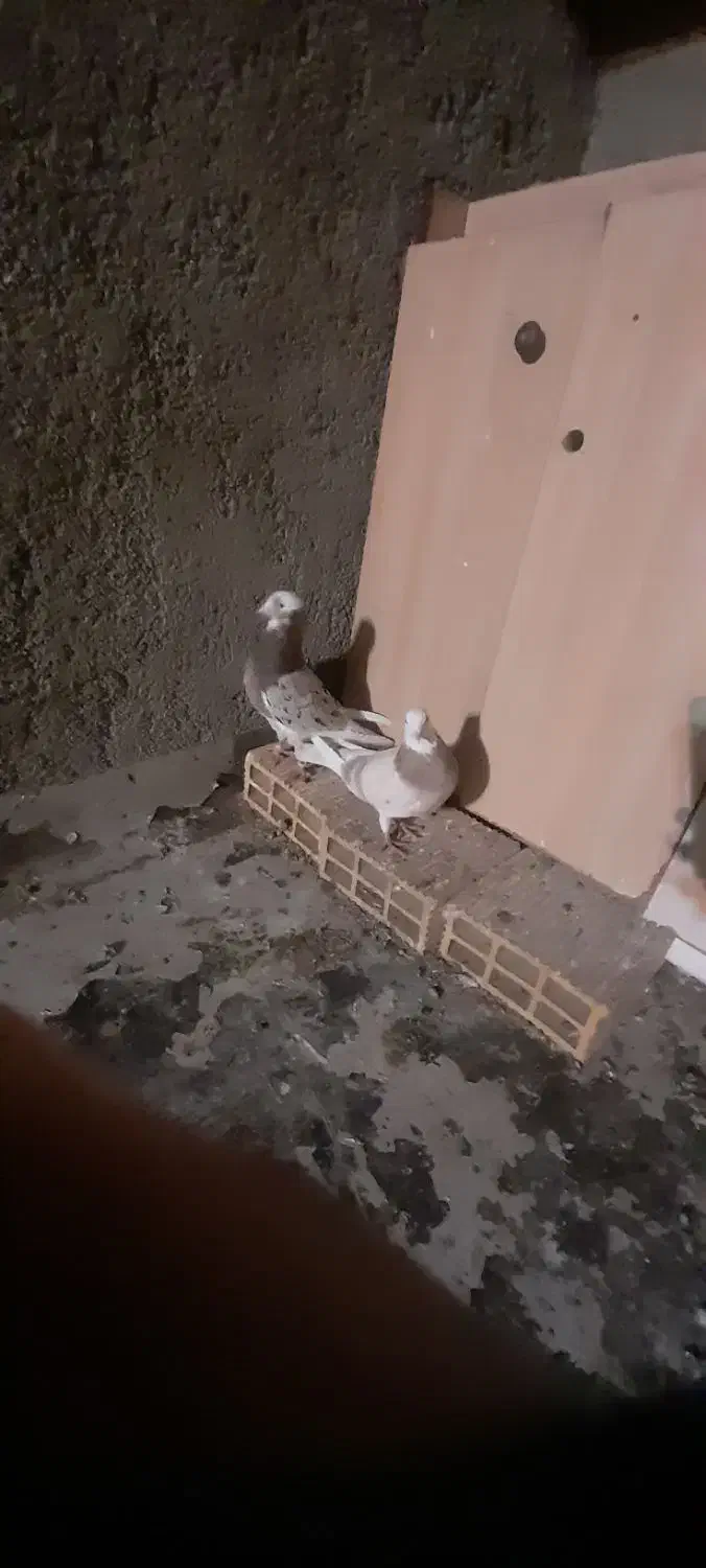 کفتر های آس همه جفت|پرنده|بهارستان, |دیوار