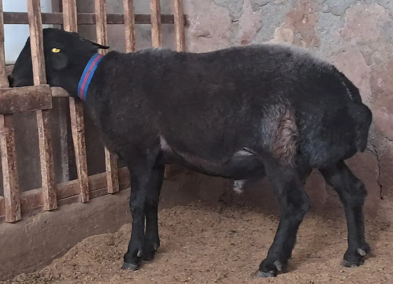 گوسفند وقوچ وبره قوچ همو وهترو|حیوانات مزرعه|تبریز, |دیوار