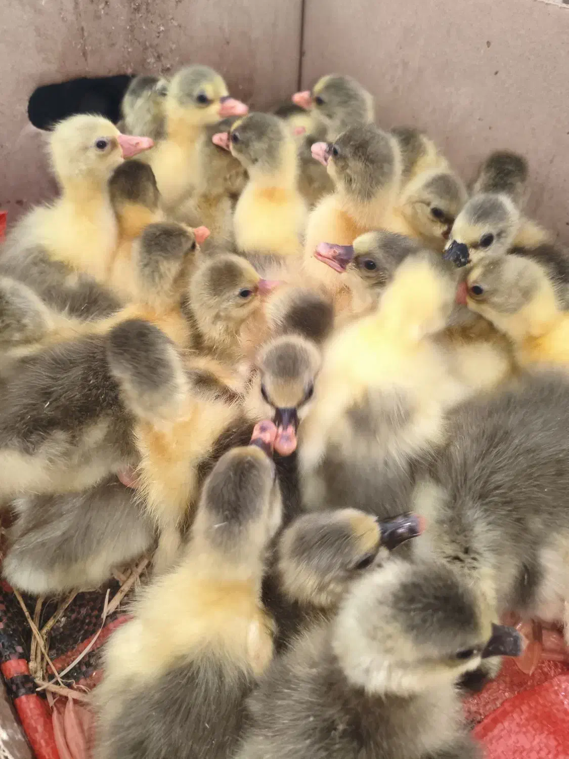 جوجه غاز درجه یک|حیوانات مزرعه|قائم‌شهر, |دیوار