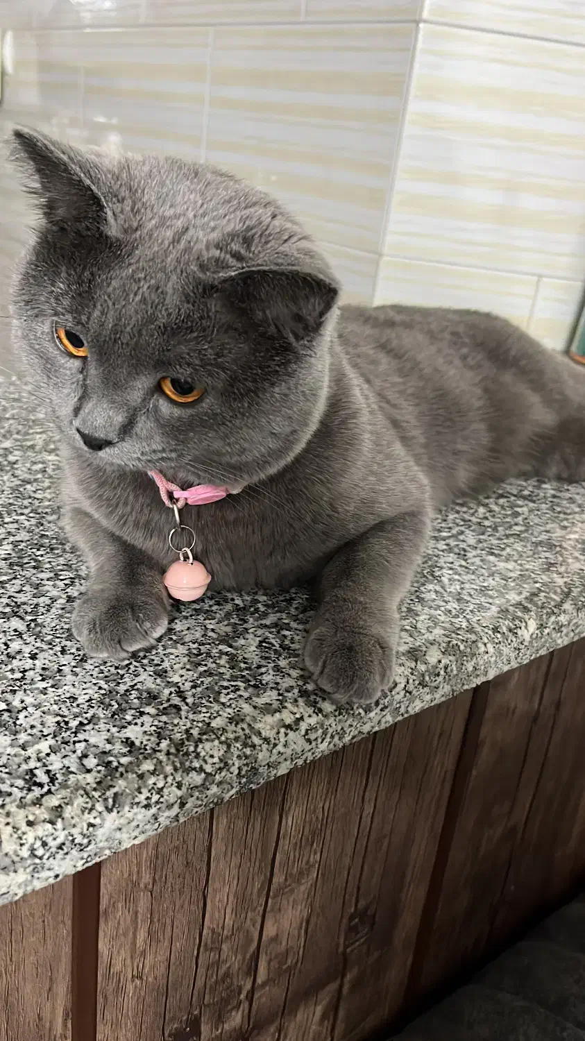 گربه بریتیش نر|گربه|فولادشهر, مسکن مهر فولادشهر|دیوار