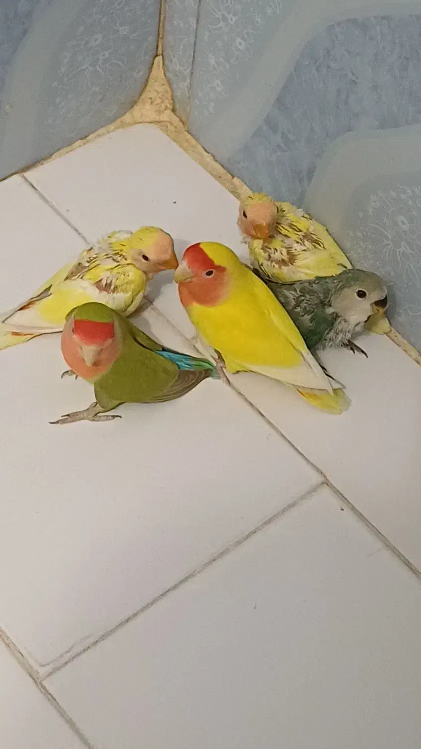 طوطی برزیلی خوشرنگ وزیبا|پرنده|تهران, افسریه شمالی|دیوار