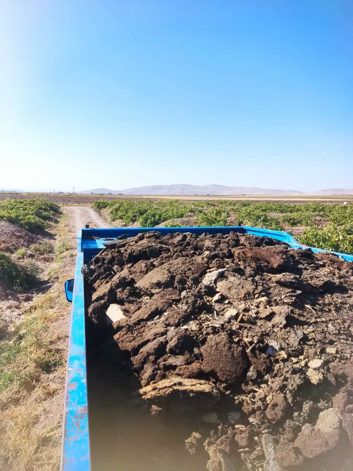 کود گوسفندی درجه یک پول دو گونی کود|خدمات باغبانی و درختکاری|باروق, |دیوار