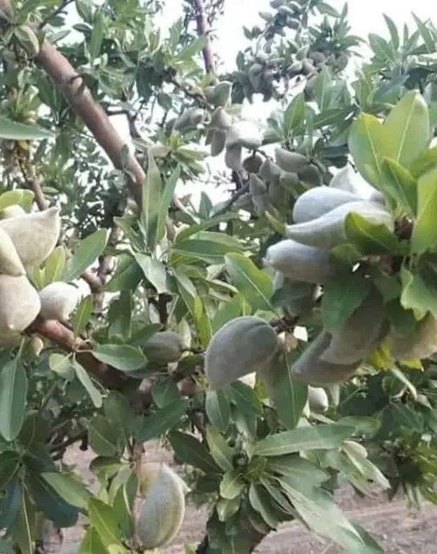 توزیع نهال بادام شمشیری یکساله به قیمت ۵۰ ت|خدمات باغبانی و درختکاری|آران و بیدگل, |دیوار