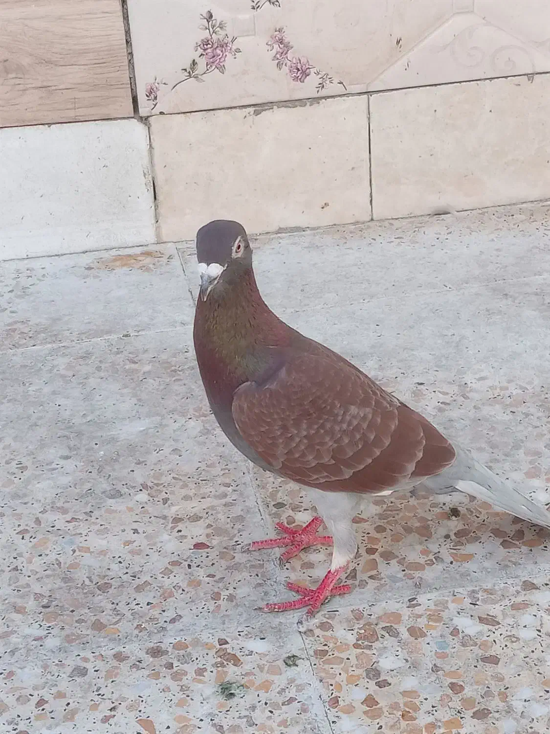 کبوتر|حیوانات|مشکین‌دشت, |دیوار