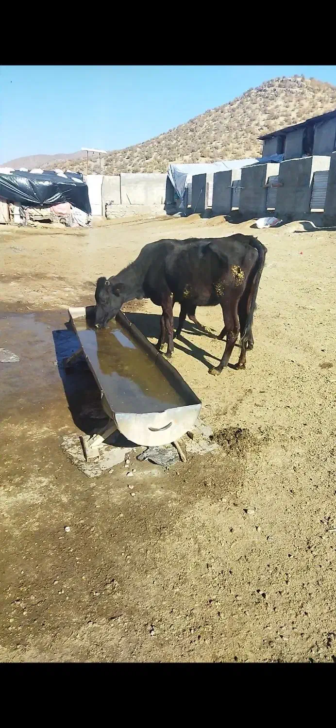 ماده گاو|حیوانات مزرعه|مریوان, |دیوار