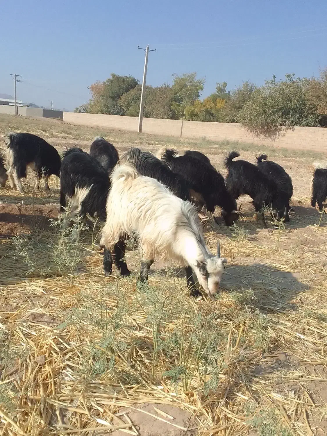 گوسفند کهره کره کردی چاق گوشت درجه یک خرده و عمده|حیوانات مزرعه|کرمان, |دیوار