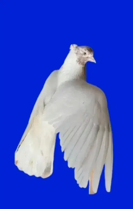 کبوتر پرشی قم|پرنده|اردکان, |دیوار