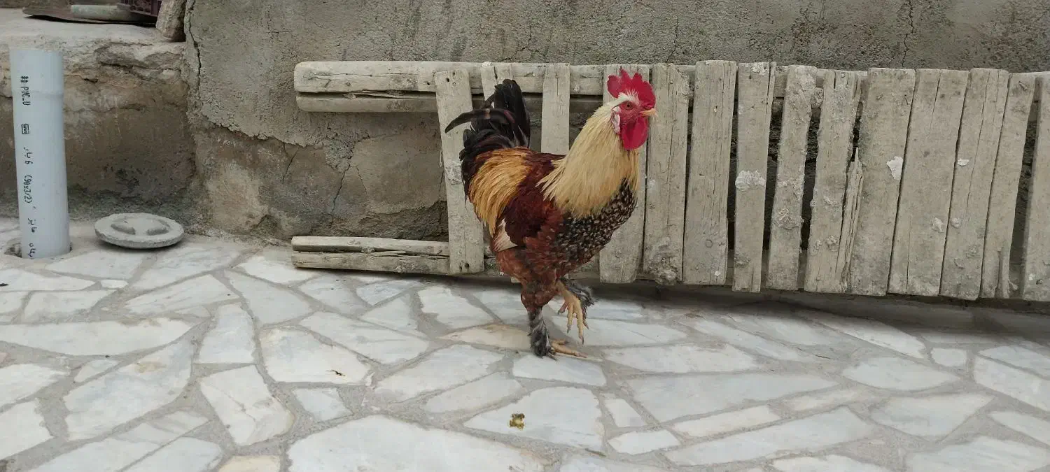 خروس برهما دهگلان|حیوانات مزرعه|دهگلان, |دیوار