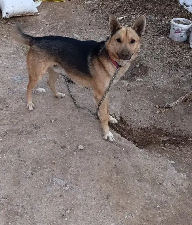 نگهبان|سگ|صفی آباد, |دیوار