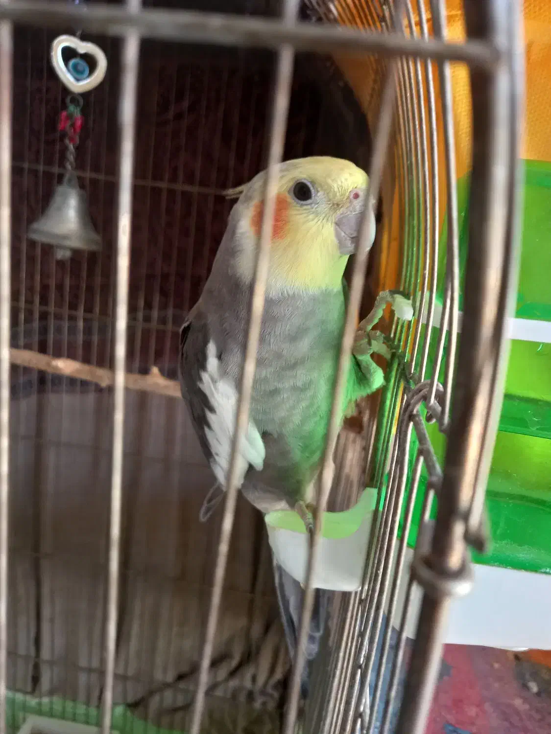 یک جفت عروس هلندی|پرنده|سردرود, |دیوار