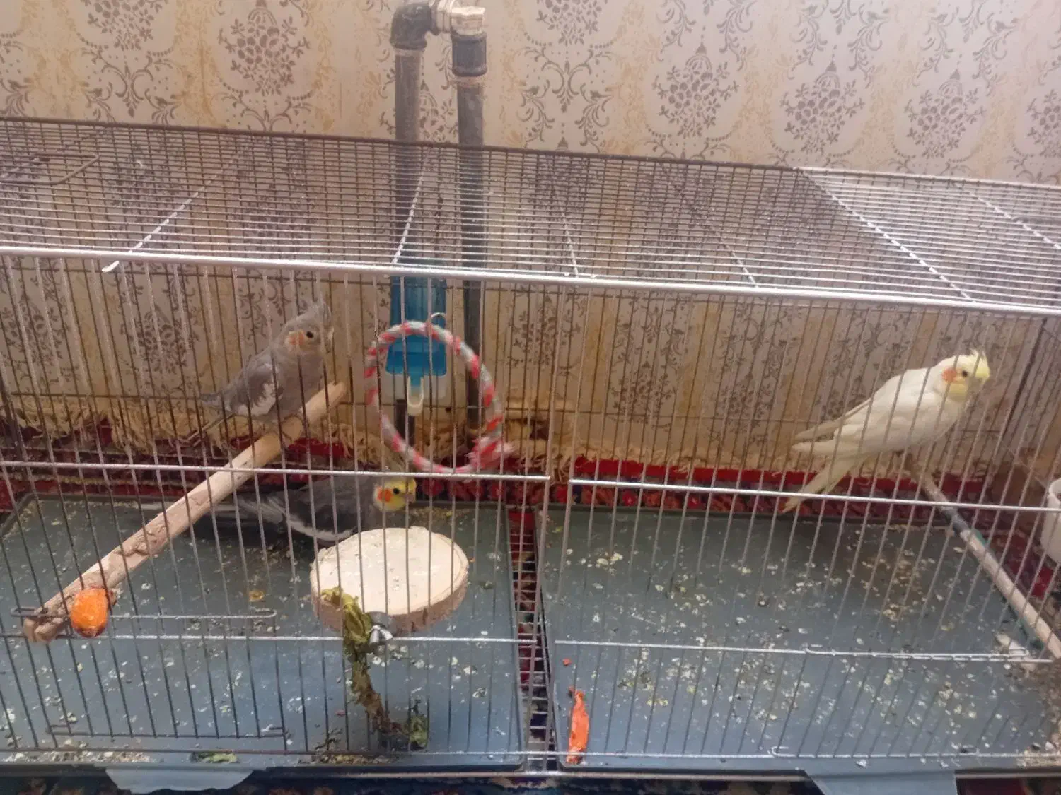 ۳ تا عروس هلندی سالم و باهوش و دستی|پرنده|سنقر, |دیوار