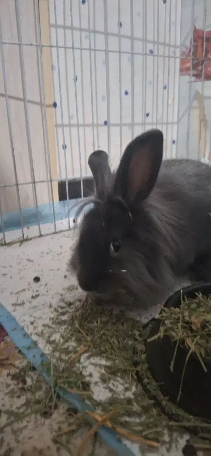 خرگوش مینی لوپ ترکیش|موش و خرگوش|قزوین, |دیوار