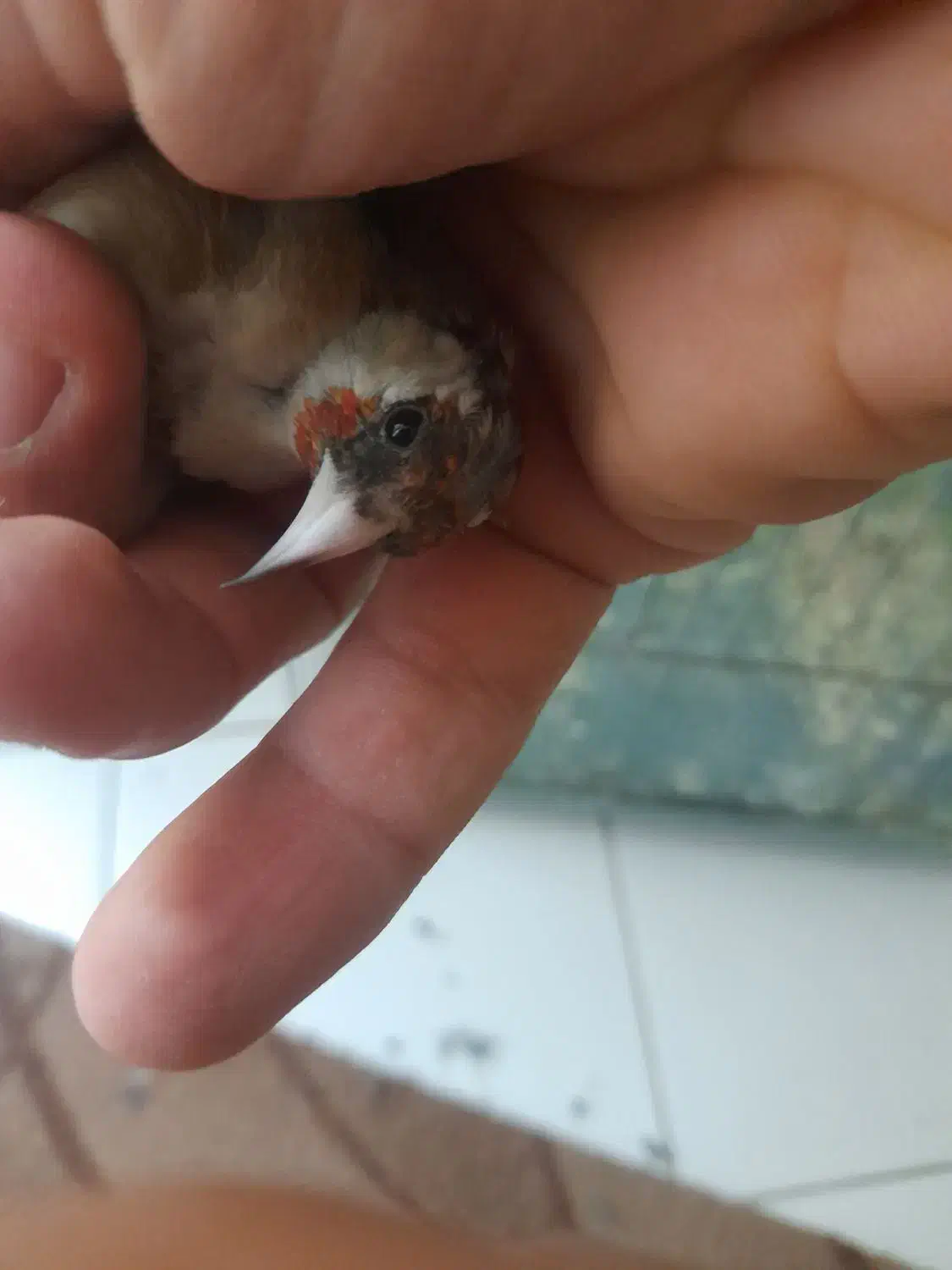 سهره نر|پرنده|بندرعباس, |دیوار