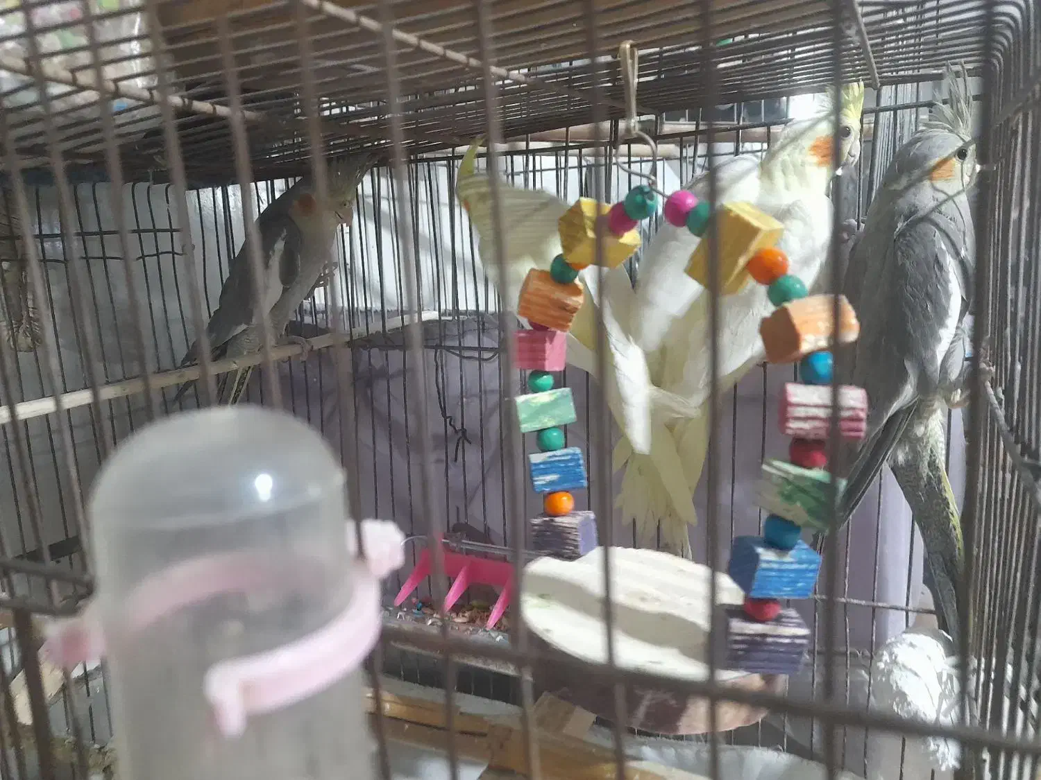 پرنده|پرنده|نسیم‌شهر, |دیوار