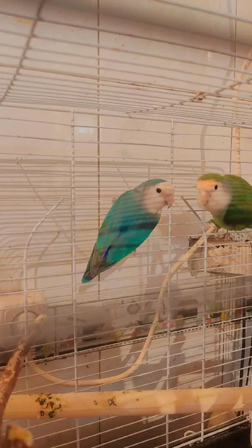 جراحی روستای گرگر|پرنده|چمران, |دیوار