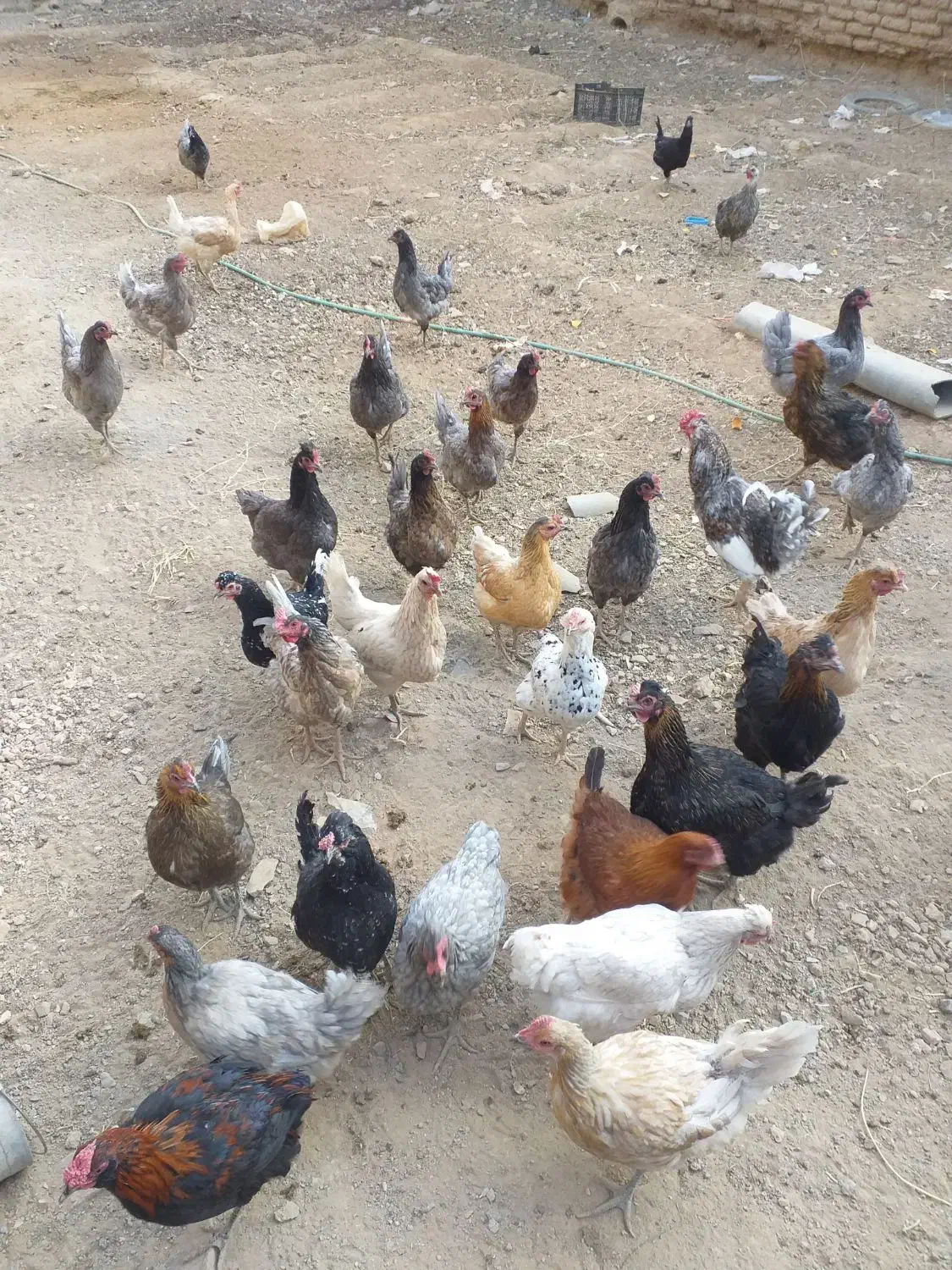 مرغ وخروس|حیوانات مزرعه|لاران, |دیوار