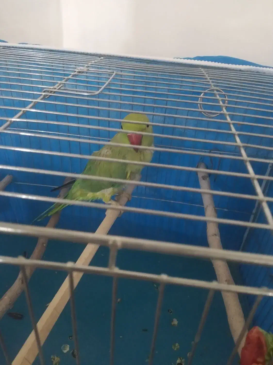 طوطی ملنگو|پرنده|لردگان, |دیوار