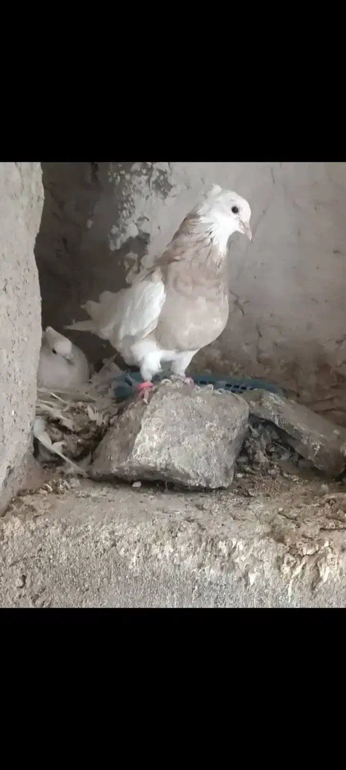 کبوتر طوقی ماده ( چهار عدد )|پرنده|کرمانشاه, |دیوار