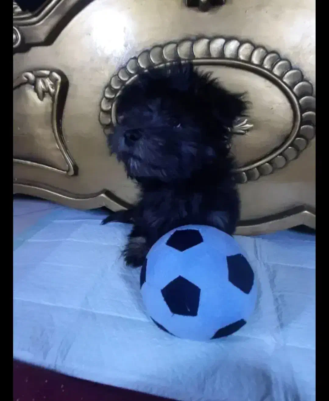 واگذاری سگ فوری فوری بعلت مهاجرت|سگ|مشهد, فلسطین|دیوار