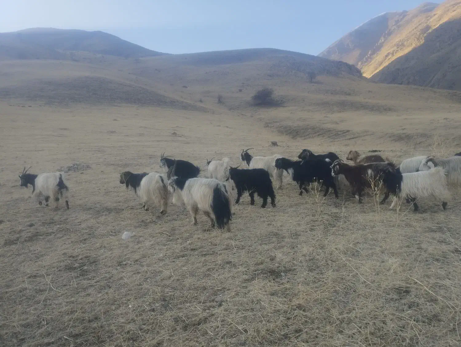 فروش گله بز با بزغاله|حیوانات مزرعه|سیلوانه, |دیوار