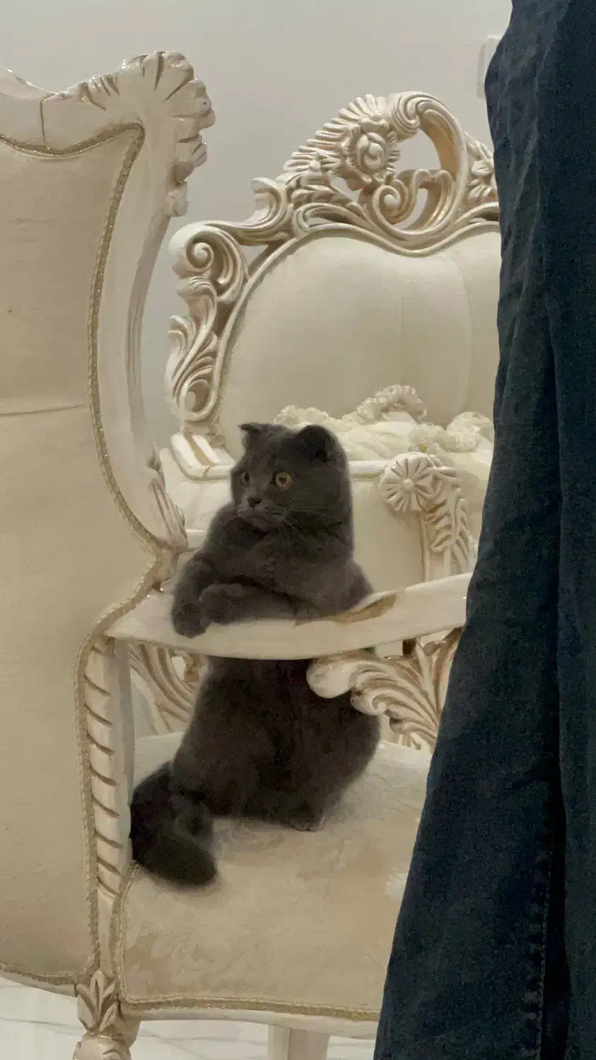 گربه اسکاتیش فولد ماده|گربه|گرگان, |دیوار