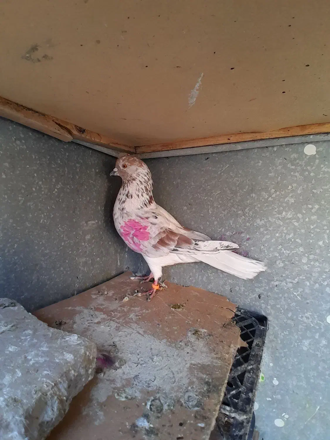 کفتر|پرنده|هشتگرد, شهرک راه آهن|دیوار