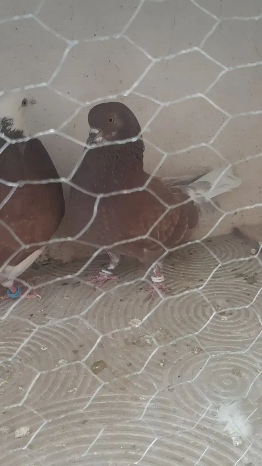 کفتر پرشی تهرانی|پرنده|خمینیشهر, |دیوار