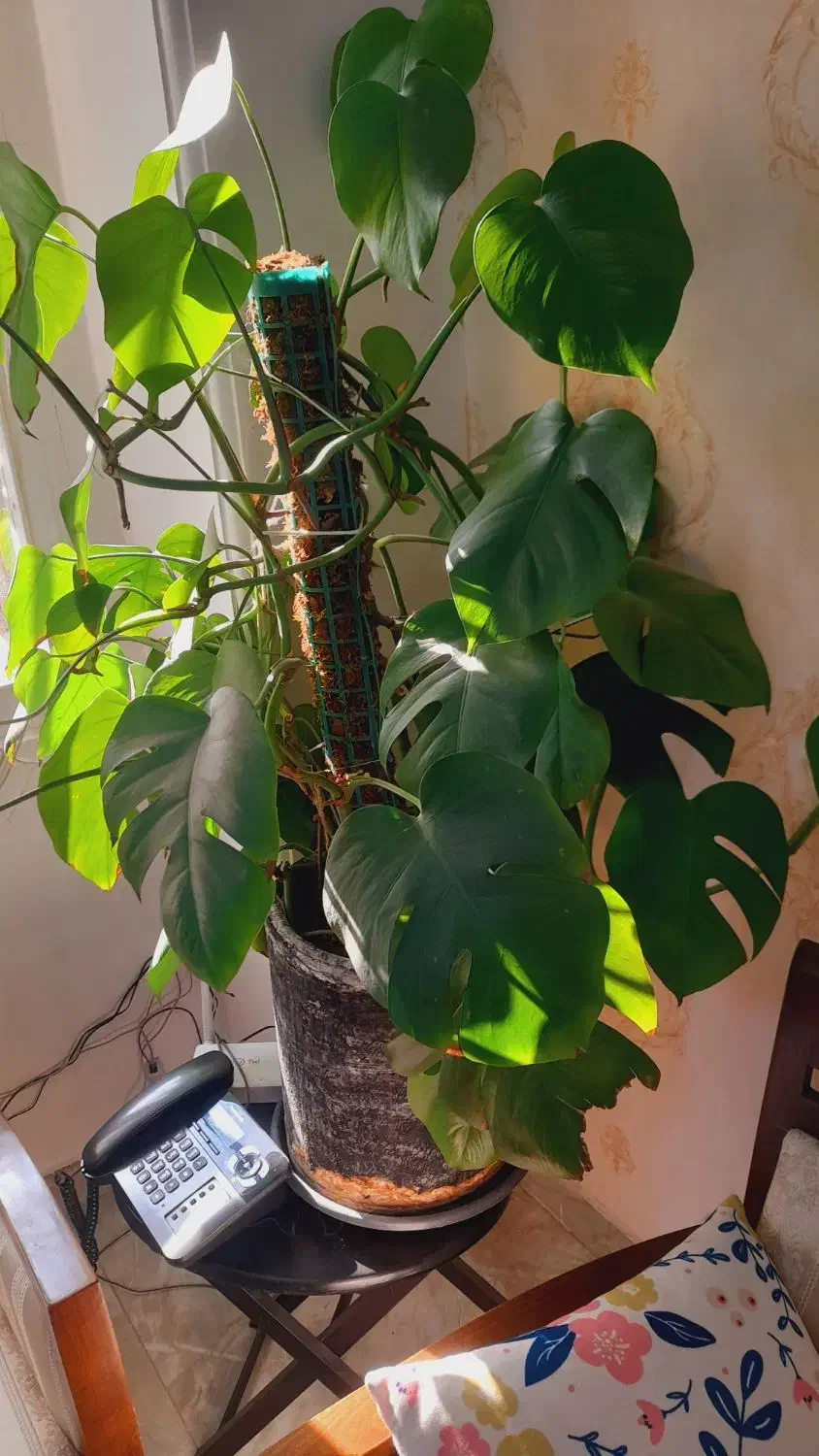 گلدان آپارتمانی|گل و گیاه طبیعی|مشکین‌دشت, |دیوار