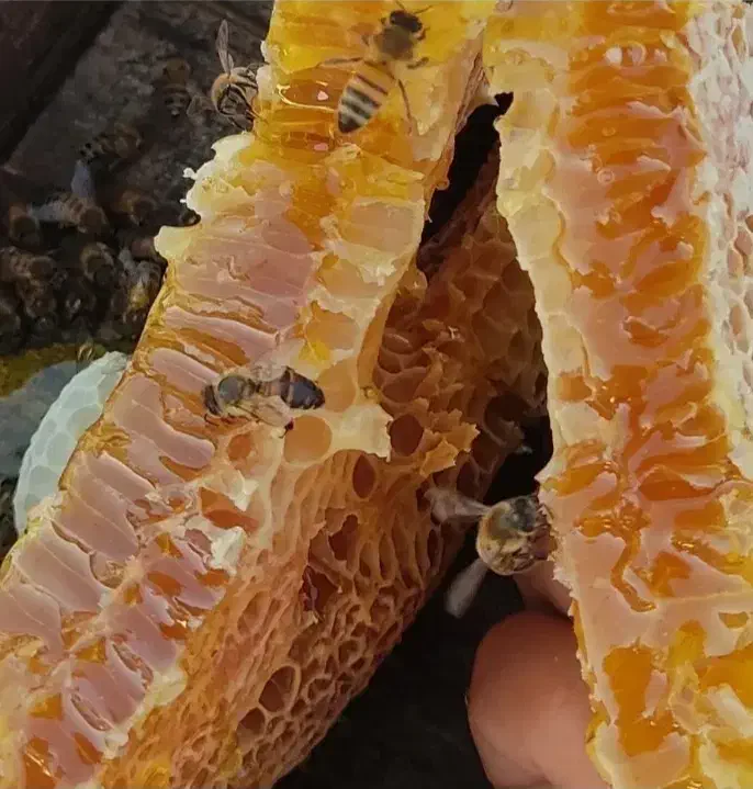 عکس طبیعی کوهی|خوردنی و آشامیدنی|بختگان, |دیوار