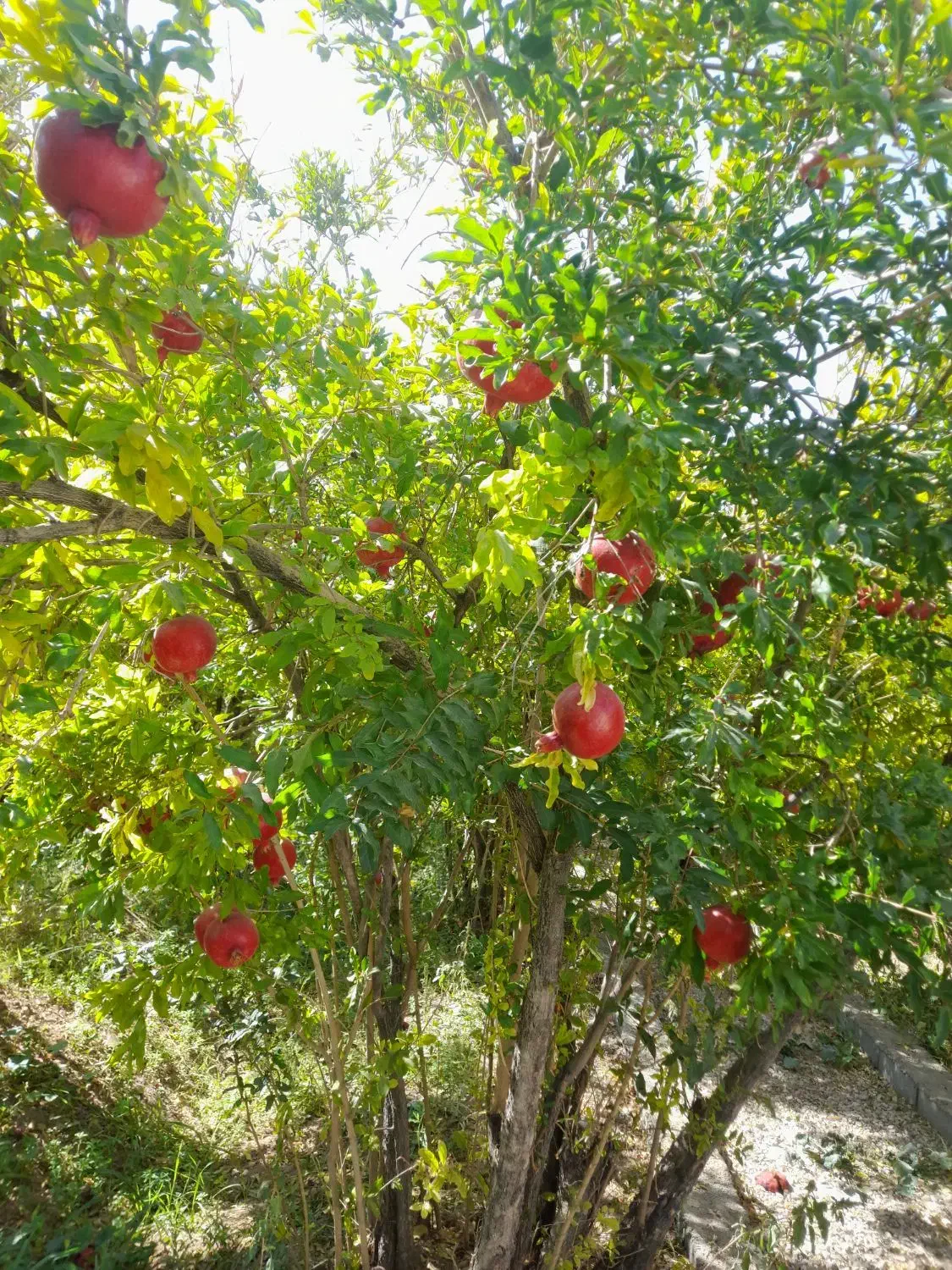 فروش باغ انار روستای امامزاده علی اکبر شهرضا|فروش دفتر صنعتی، کشاورزی، تجاری|شهرضا, |دیوار