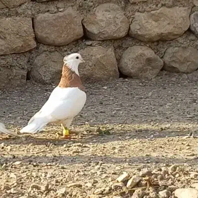 سه عدد طوقی درجه یک|پرنده|آبدانان, |دیوار