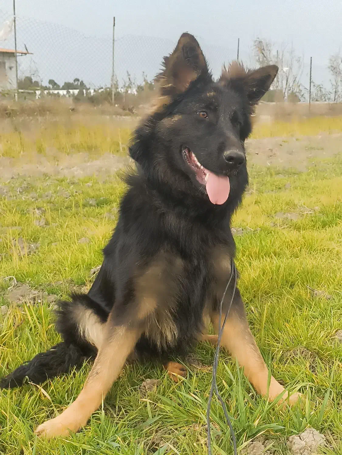 واگذاری توله ماده  ژرمن شپرد شولاین هفت ماهه|سگ|ساری, |دیوار